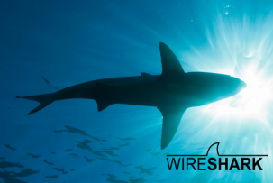 Повернення мережевого детектива: Wireshark 4.6.3 виходить із виправленнями безпеки
